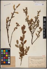 Foto von Salix aurita L. x Salix myrtilloides L.
